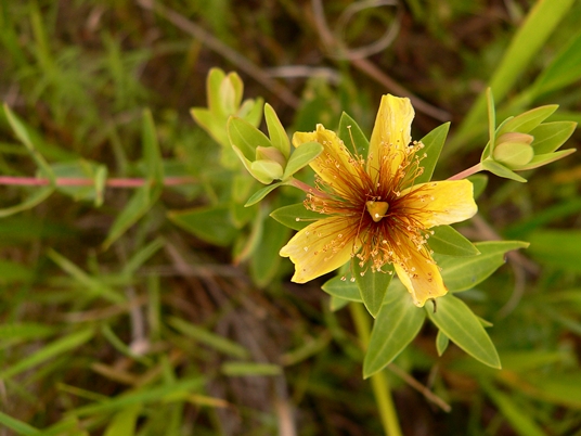 {Hypericum myrtifolium}